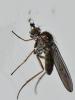 Syntormon sp.